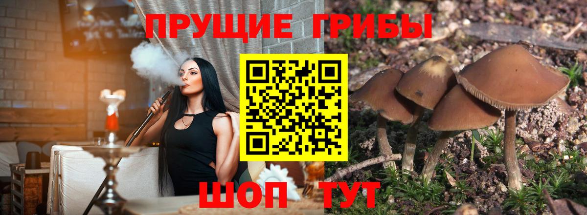 закладки  Псилоцибиновые грибы мицелий  Вход с VPN  Волжский 